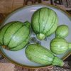 Calabacita Redonda- Baby French Squash
