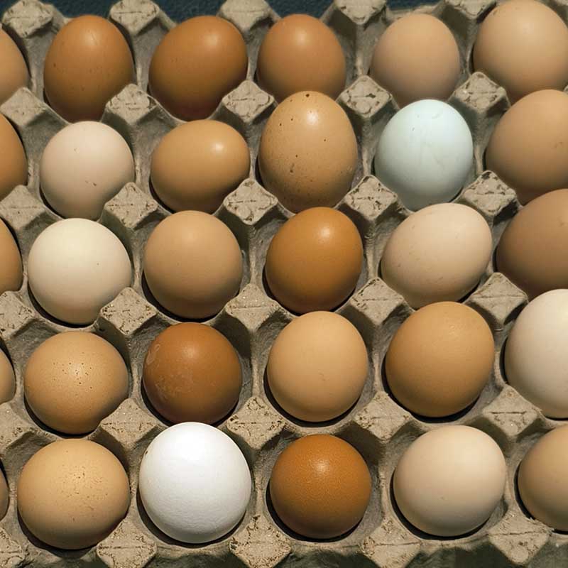 Huevo de Rancho 30 (carpeta)- Ranch Chicken Eggs (flat)