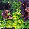 Lechugas mezcla–  Lettuce Mix