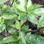 Albahaca Limón- Lemon Basil 40g