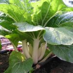 Bok Choy