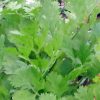 Cilantro 100g
