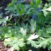 Perejil Italiano (liso)- Parsley 50g