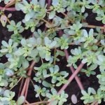 Verdolaga- Purslane Plant