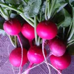Rábano Bola- Red Radish