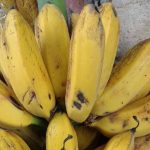 Plátano Pera- Pear Banana