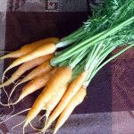 Zanahoria Regular- Regular Carrots