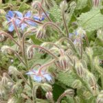 Borraja c/flores- Borage w/flowers 150g
