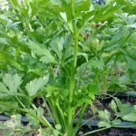 Apio, hojas- Celery leaves