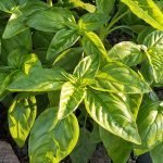 Albahaca Hoja Ancha- Basil, Italian large leaf 40g