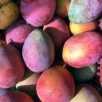Mango Tomy