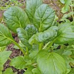 Tatsoi