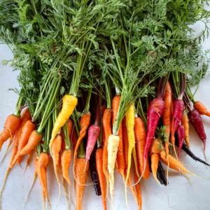 zanahorias multicolores 180109
